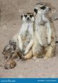 Meerkat Family Animals - Staten Island Zoo. Type your text to hear it in the voice of Meerkat Family