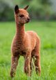 Alpaca Alpaca 