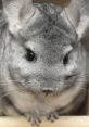 Chinchilla Family Animals - Staten Island Zoo. Type your text to hear it in the voice of Chinchilla Family