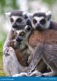 Ring Tailed Lemur Family Type your text to hear it in the voice of Ring Tailed Lemur Family. The Ring Tailed Lemur family