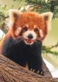 Nam Pang the Red Panda Type your text to hear it in the voice of Nam Pang the Red Panda. The first that Nam Pang the Red