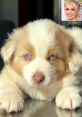 Puppy Named Charlie and Sawyer Saurus Type your text to hear it in the voice of Puppy Named Charlie and Sawyer Saurus. The