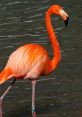 Flamingos Animals - Phoenix Zoo. Type your text to hear it in the voice of Flamingos