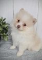 Lala and Darla Pomeranian Type your text to hear it in the voice of Lala and Darla Pomeranian. The soft whirring of the