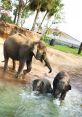 Elephants at Houston Zoo Type your text to hear it in the voice of Elephants at Houston Zoo. The first that comes to mind