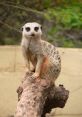 Meerkat Mob - Adelaide Zoo Type your text to hear it in the voice of Meerkat Mob - Adelaide Zoo. The first that comes to