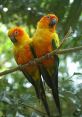 Lucy the Sun Conure Animals - Staten Island Zoo. Type your text to hear it in the voice of Lucy the Sun Conure