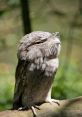 Darwin the Tawny Frogmouth Animals - Staten Island Zoo. Type your text to hear it in the voice of Darwin the Tawny Frogmouth