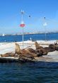 Diego the Sea Lion Animals - Utah's Hogle Zoo. Type your text to hear it in the voice of Diego the Sea Lion