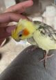 YumYum The Cockatiel A Yellow Crested Companion🦜. Type your text to hear it in the voice of YumYum The Cockatiel