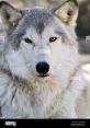 Wild Spirit Wolf Sanctuary Type your text to hear it in the voice of Wild Spirit Wolf Sanctuary. The at Wild Spirit Wolf