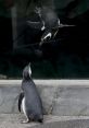 Penguins - Aquarium Of The Pacific Aquarium of the Pacific. Type your text to hear it in the voice of Penguins - Aquarium Of