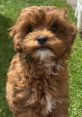 Kody the Shihpoo Dog. Type your text to hear it in the voice of Kody the Shihpoo