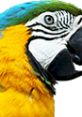 Brightly colored parrot with vibrant yellow and blue feathers, showcasing its striking beak and expressive eyes.