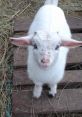 Pygmy Goats Type your text to hear it in the voice of Pygmy Goats. The gentle bleating of Pygmy Goats fills the air, their