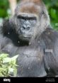 Western Lowland Gorillas Type your text to hear it in the voice of Western Lowland Gorillas. The associated with Western