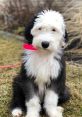 Dougy the Sheepadoodle Type your text to hear it in the voice of Dougy the Sheepadoodle. The first that comes to mind