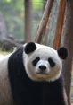 Giant Panda Reggae & Jam Band. Type your text to hear it in the voice of Giant Panda