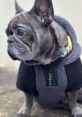 Bertie the Frenchie Type your text to hear it in the voice of Bertie the Frenchie. The first that Bertie the Frenchie