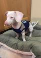 Piglet the Deaf Blind Pink Puppy Inspiration Rescuedog Educator. Type your text to hear it in the voice of Piglet the Deaf