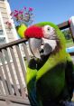 Radio the Military Macaw Animal. Type your text to hear it in the voice of Radio the Military Macaw