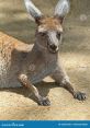 Kangaroo Feet Type your text to hear it in the voice of Kangaroo Feet. The first that Kangaroo Feet Computer AI makes is