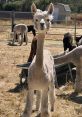 Willowlane alpacas Gary & Karen goats Farmer. Type your text to hear it in the voice of Willowlane alpacas Gary & Karen