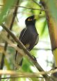 Argyle The Mynah Type your text to hear it in the voice of Argyle The Mynah. The first thing you notice when Argyle The