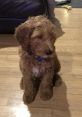 Bowser The Goldendoodle Dog. Type your text to hear it in the voice of Bowser The Goldendoodle