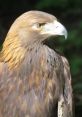 Alaska Raptor Center Type your text to hear it in the voice of Alaska Raptor Center. The Alaska Raptor Center is a place