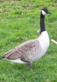 Goose Type your text to hear it in the voice of Goose. The of a keyboard clacking resonates in the room as the Goose