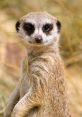 Meerka the Meerkat Furry. Type your text to hear it in the voice of Meerka the Meerkat