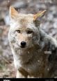 Wild the Coyote Type your text to hear it in the voice of Wild the Coyote. The first that emanates from Wild the Coyote