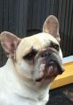 Cooper the Frenchie Dog. Type your text to hear it in the voice of Cooper the Frenchie