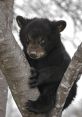 Black Bears Type your text to hear it in the voice of Black Bears. The gentle rustling of leaves and snapping of twigs fills