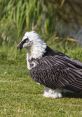 Vulture with striking black and white plumage stands on green grass near a water source, showcasing its unique features.