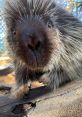 Porcupines Fezzik & Tarth at Stone Zoo Type your text to hear it in the voice of Porcupines Fezzik & Tarth at Stone Zoo. The