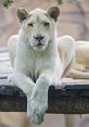 Cuppy The White Lioness Type your text to hear it in the voice of Cuppy The White Lioness. The purr of Cuppy the White