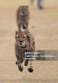 Cheetahs At The Houston Zoo Type your text to hear it in the voice of Cheetahs At The Houston Zoo. As visitors walk