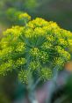 Dill | Life's Big Brother Type your text to hear it in the voice of Dill | Life's Big Brother. The first that comes to mind