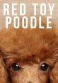 Jinkee the Red Toy Poodle Type your text to hear it in the voice of Jinkee the Red Toy Poodle. The soft click of keys