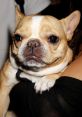 Chloe The Mini Frenchie . Type your text to hear it in the voice of Chloe The Mini Frenchie