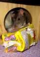 Mice & Rat Enrichment Type your text to hear it in the voice of Mice & Rat Enrichment. The first that fills the room is the