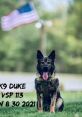 K9 Duke Type your text to hear it in the voice of K9 Duke. The first related to K9 Duke Computer AI is the electronic hum