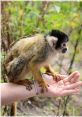 Squirrel Monkeys Type your text to hear it in the voice ofuirrel Monkeys.uirrel monkeys are known for their vocalizations