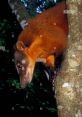 Manaus the South American Coatis Type your text to hear it in the voice of Manaus the South American Coatis. The bustling