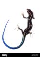 Skink Salinger Type your text to hear it in the voice of Skink Salinger. The Skink Salinger Computer AI emits a variety