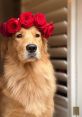 Sunday The Golden Retriever Type your text to hear it in the voice of Sunday The Golden Retriever. As Sunday the Golden