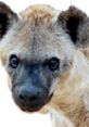 Close-up of a hyena's face showcasing its distinct features, highlighting its keen eyes and unique fur patterns.