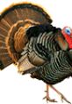 Wild turkey displaying its vibrant feathers, showcasing the bird's natural beauty in North American wildlife.